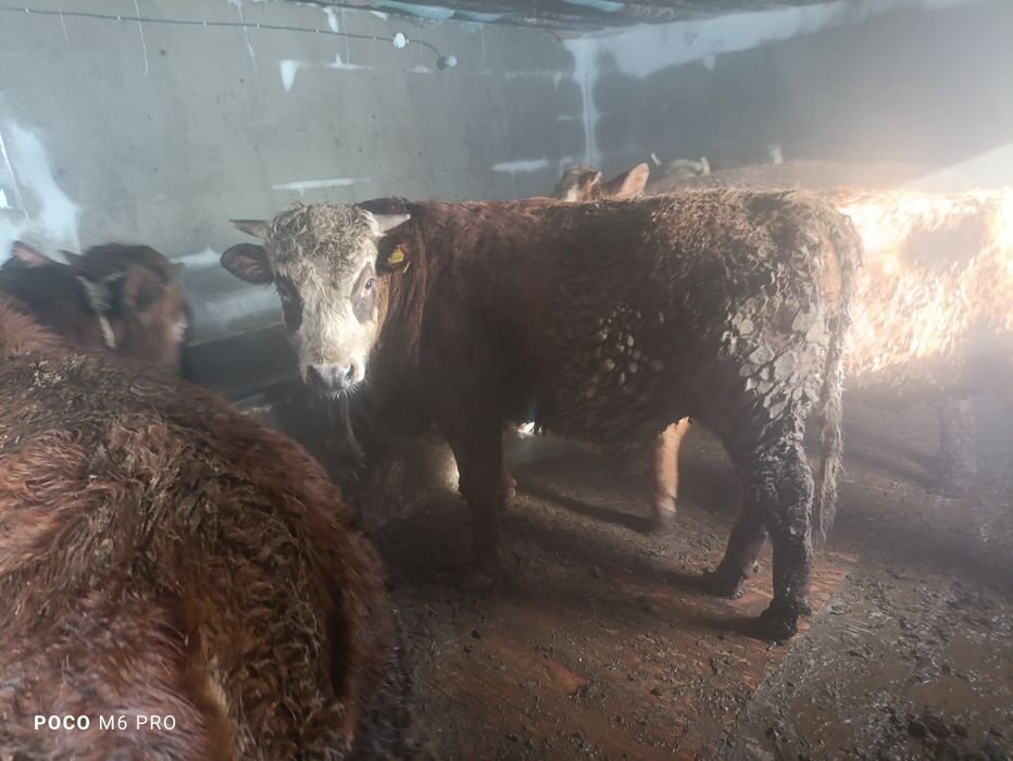 Продам бычки телк