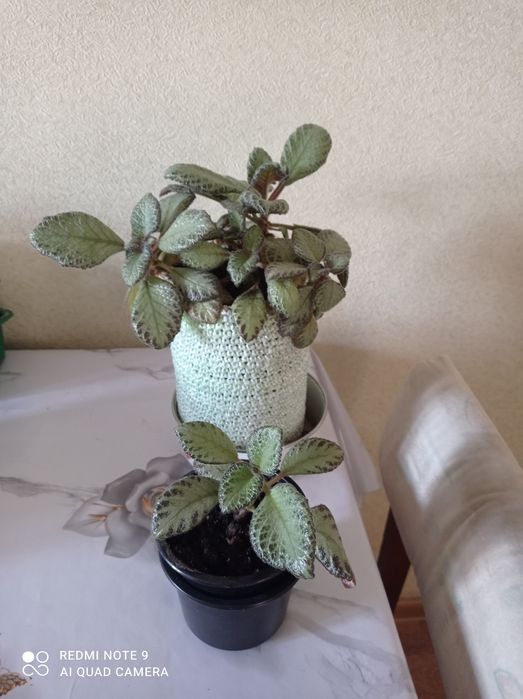 Хобби, украсили наш дом.