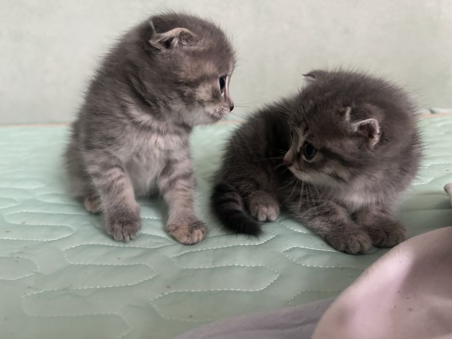 Отдам котят, шотландцы