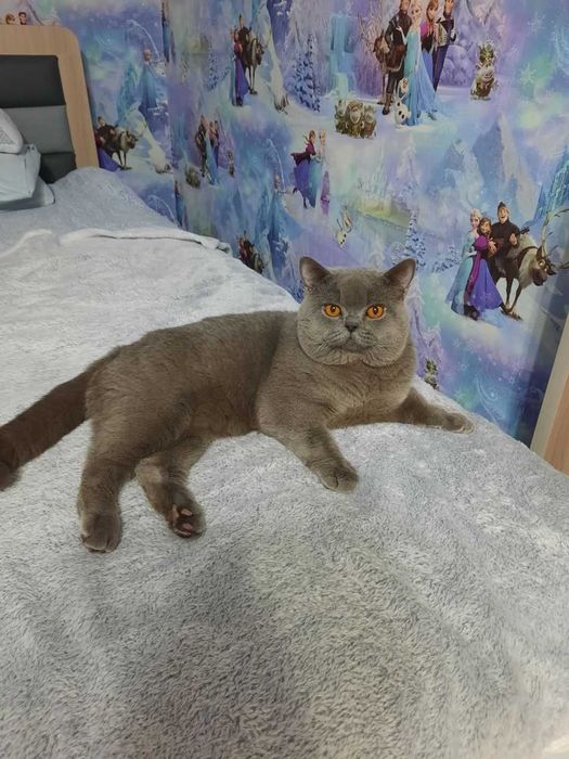 Вязка ! Чистокровный британский короткошерстный кот!! Возраст 3 года!