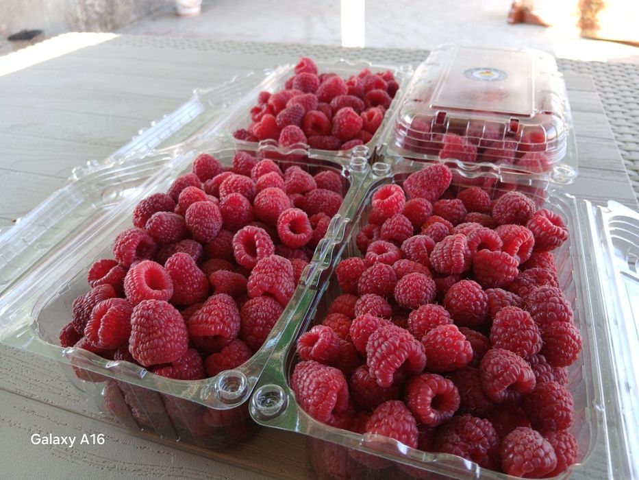 Zmeura proaspata si aromata