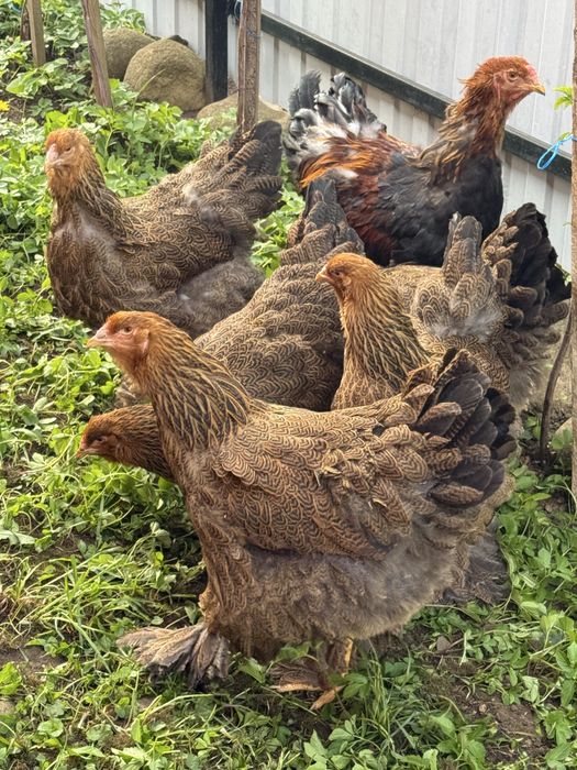Familie Brahma Potârnichiu