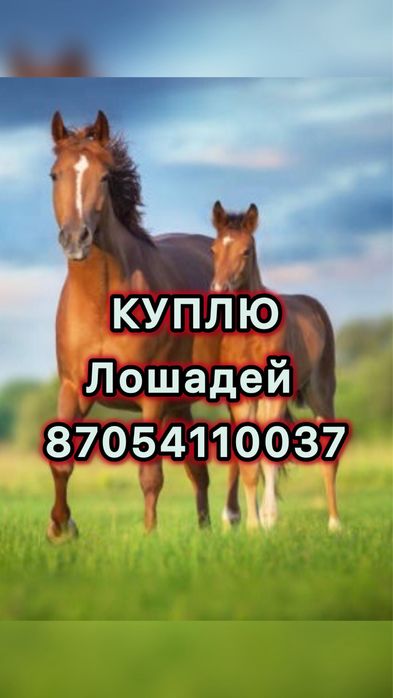 Лошади разных возрастов и т.д.