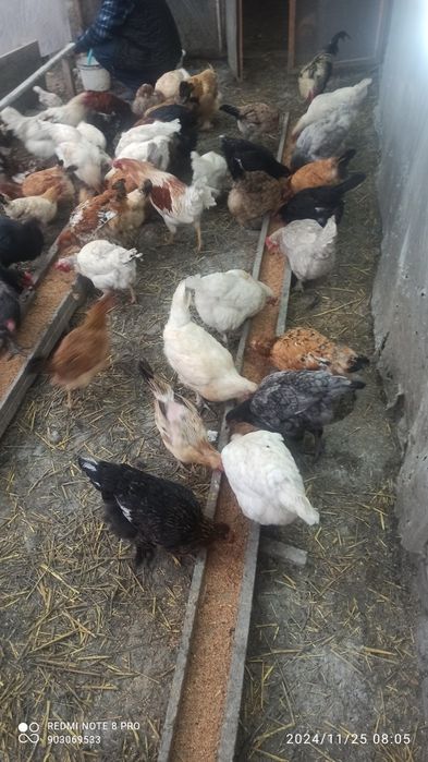 Kürk toviqlar bemalol