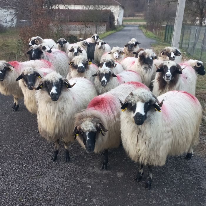 4  nuatine și 20 de oi