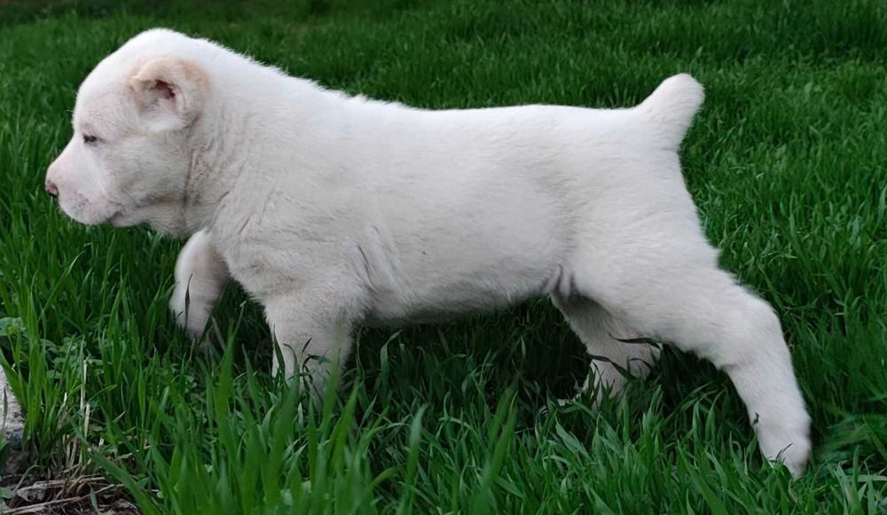 Щенки порода Алабай возраст 40дней