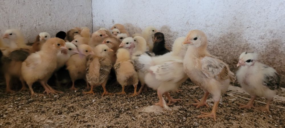 Pui de găină rasa mixtă