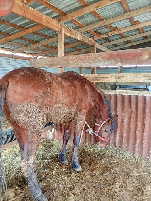 Дөнен көктемде 4 жасқа шығады