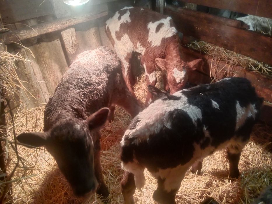 Продам тельят от 3 дней и выше