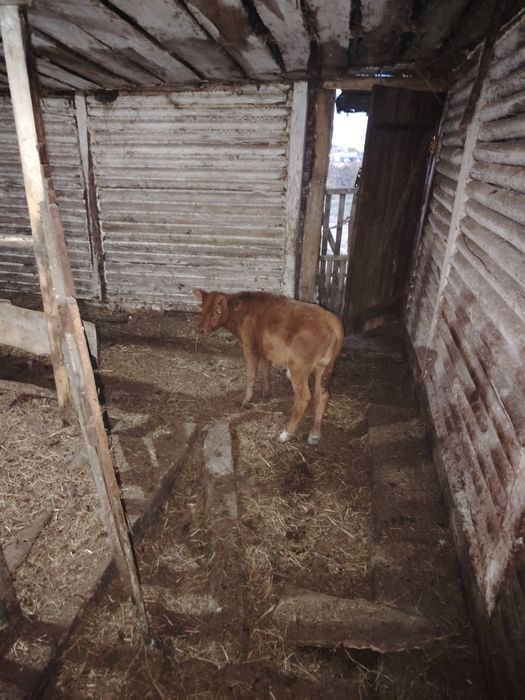Продам телочку с теленком