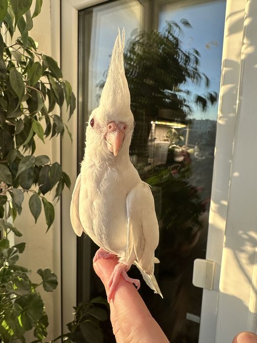 Корелла попугай