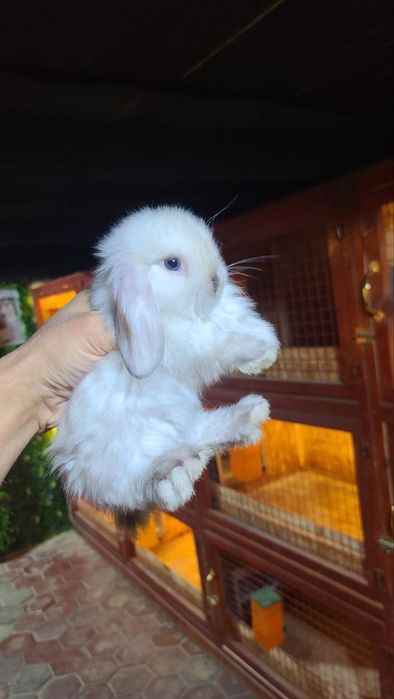 Kota bomidigon karlik quyonchalar