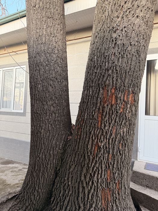 Дубовое дерево ,дерево дуб