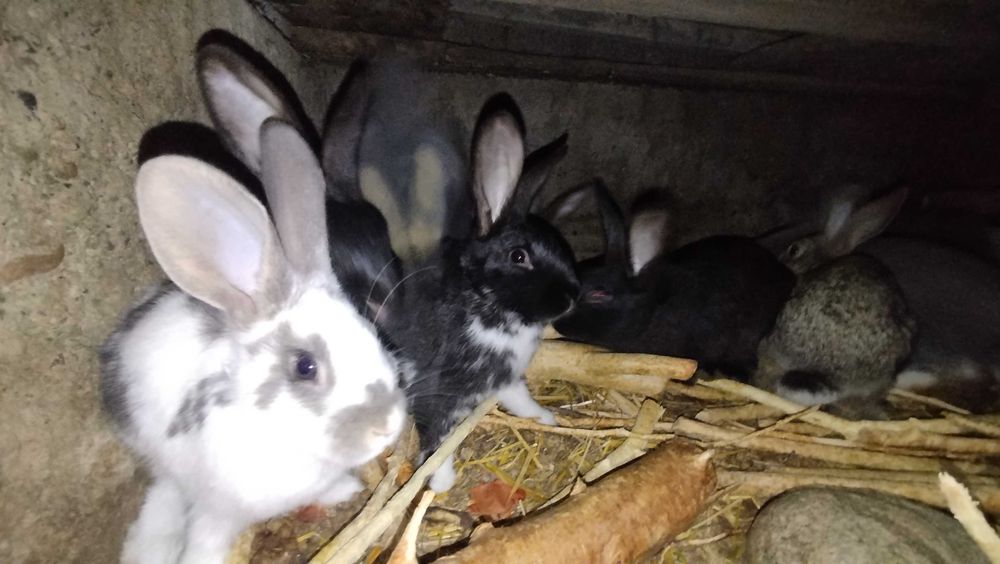 Quyonlar kichik yoshda bor.