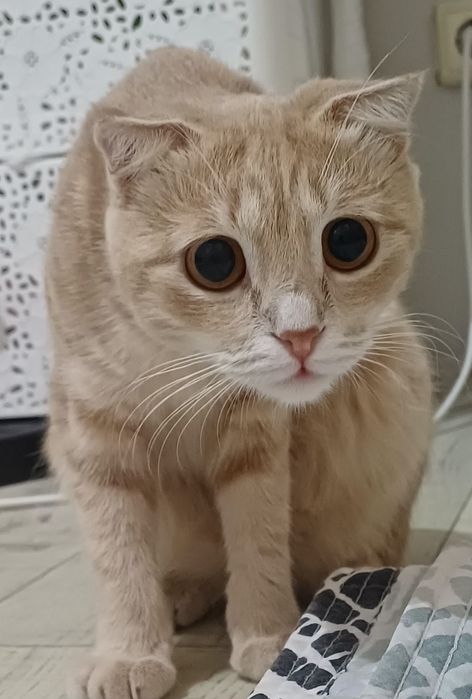 Отдам в добрые руки