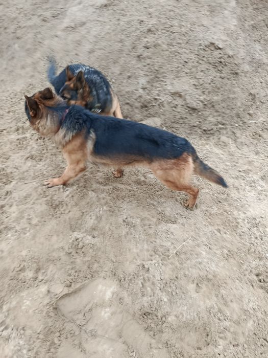 Вязка немецкая овчарка