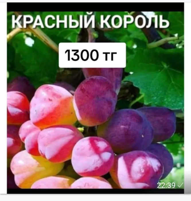 Элиталық жүзімдер ,21 түрлі сорт