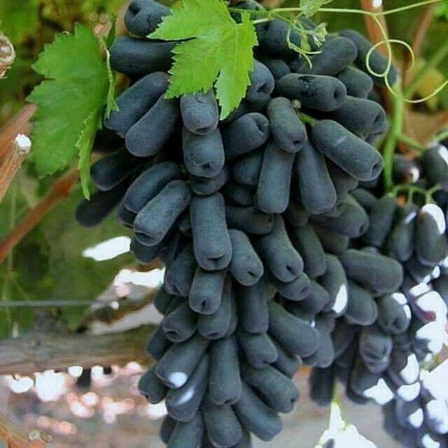 olma gala penklidi kochatlar bor