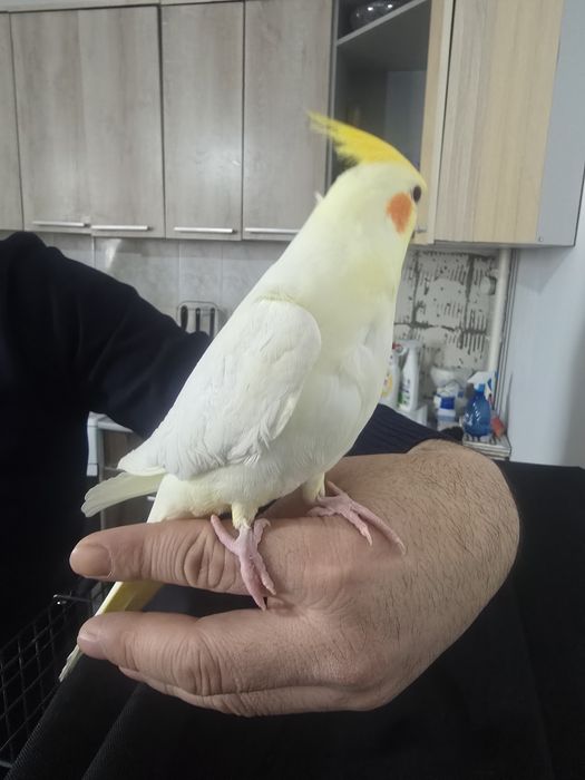 Кореллы птенцы молодые