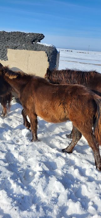 Продам жеребят, жабагы.