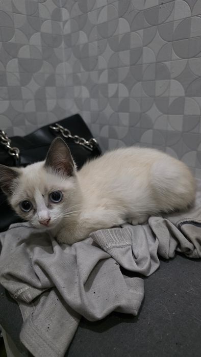 Отдам котят, 2 мес