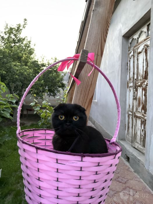 Zotdor ona mushuk sotiladi