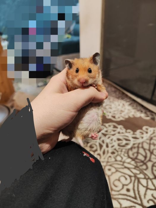 Хомяк дааммбоооо