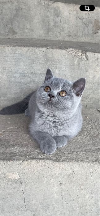 Fetita British Blue