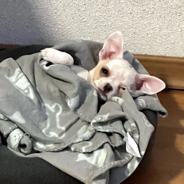 Мини мъжко чихуахуа на 2 месеца