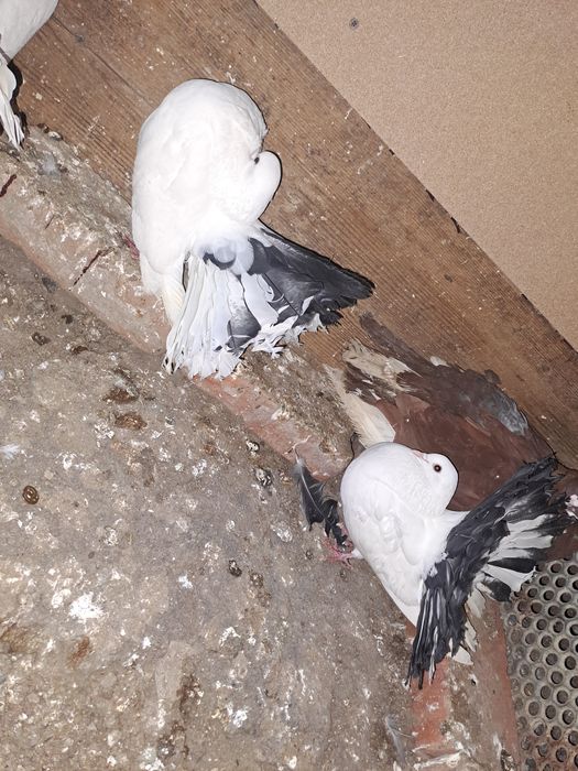 Porumbei de vânzare