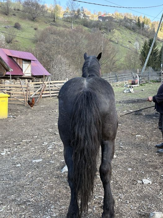 De vanzare cal de 2,9 ani!