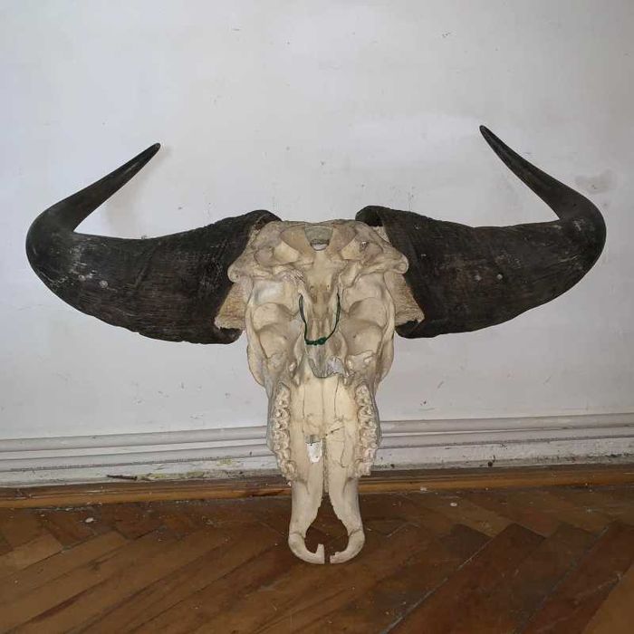 Trofeu cap de bivol african