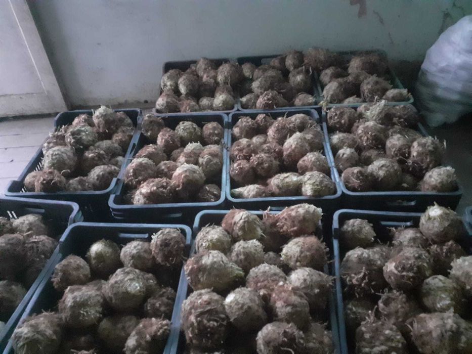 De  vânzare  țelină