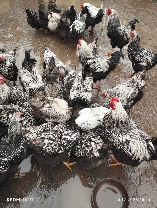 Ouă  wiandotte pentru incubat