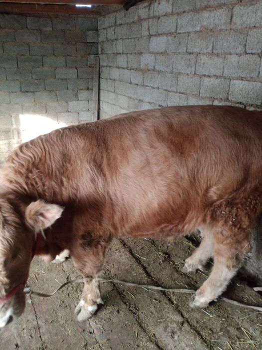 Бұқа сатылады тоқал