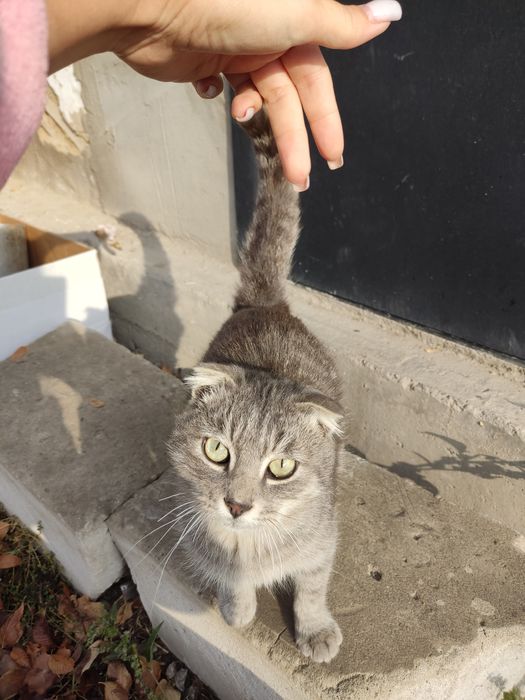 Отдам в добрые руки