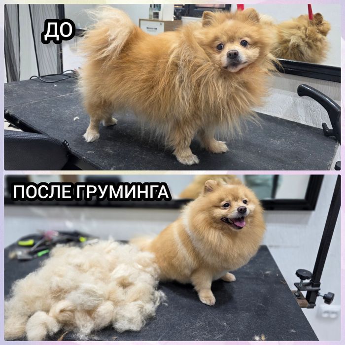 Стрижка собак,Груминг В отличном салоне!