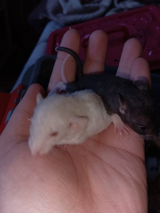 Продам  декоративных  крыс  Дамбо