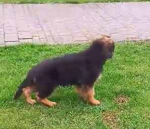 Pui de ciobanesc german cu pedigre.