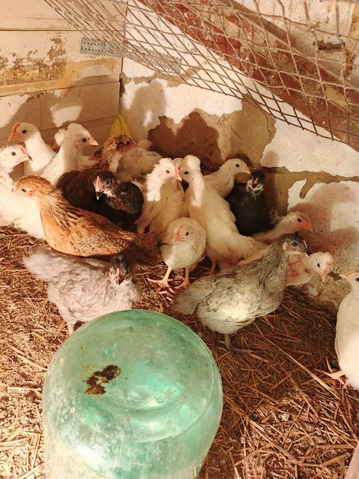 Продам подрощенных цыплят