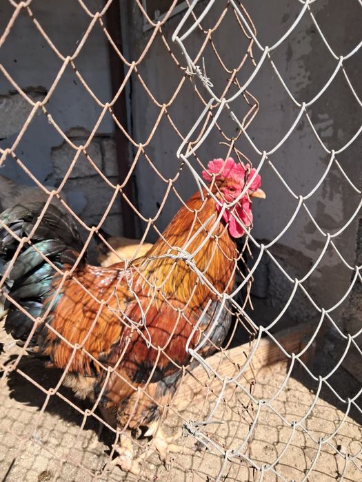 Продам домашних петухов
