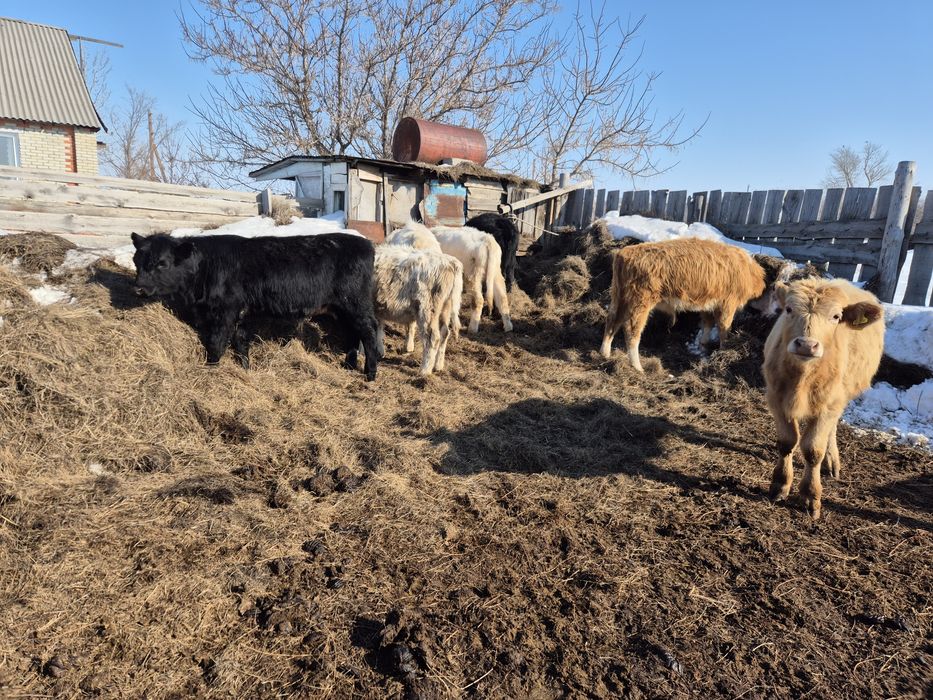 Продаётся 8 голов бычки