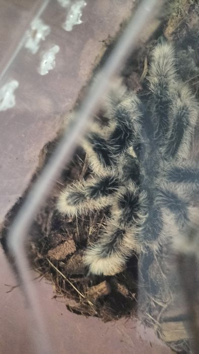 паук птицеед   Альбопилосум