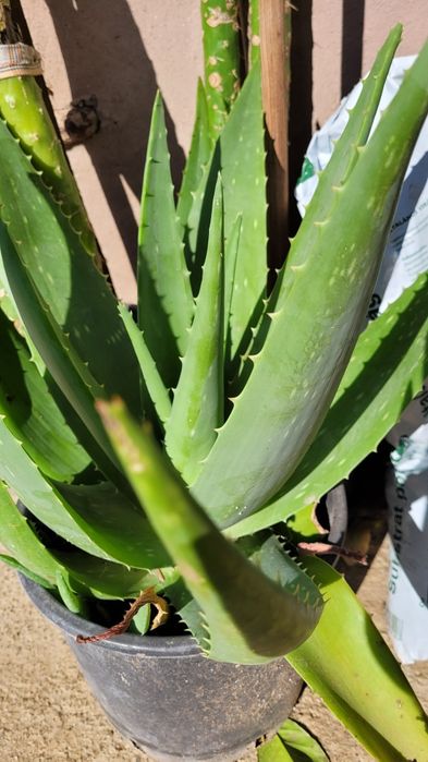 Vand   -  Aloe Vera