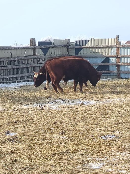 Бұқа сатамын 3бас