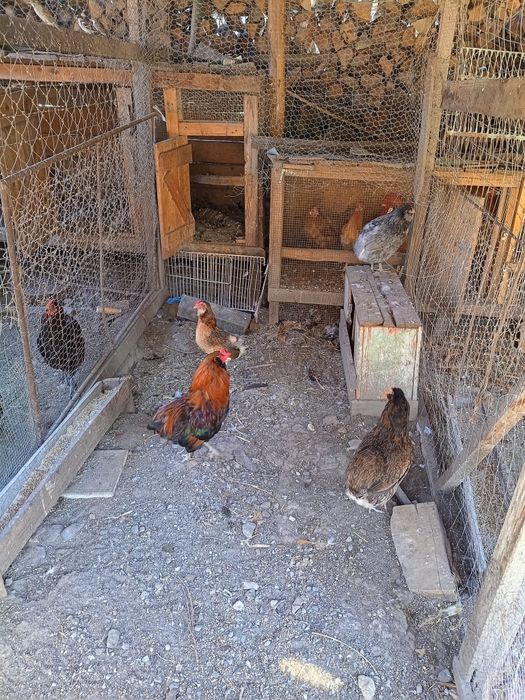 Familie araucana