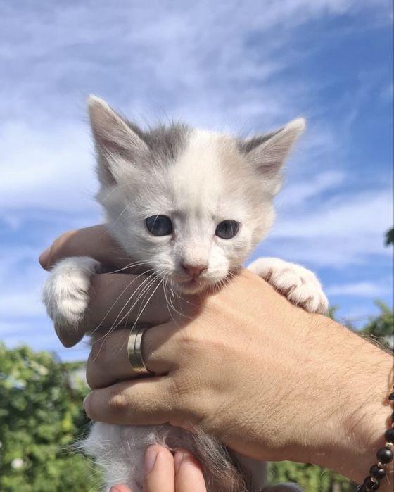 Adoptie - Puiuti de Pisica