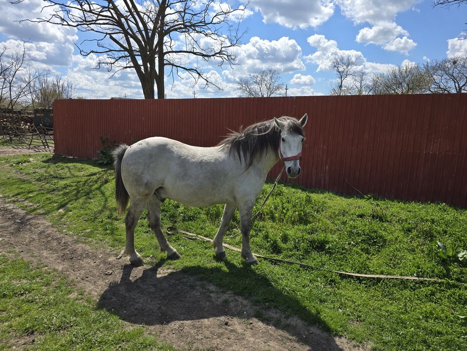 Cal de vanzare in comuna Movila