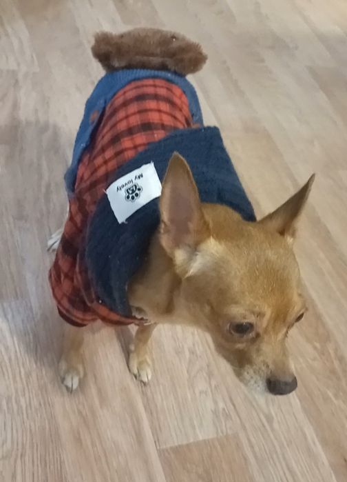 Кобель ищет невесту