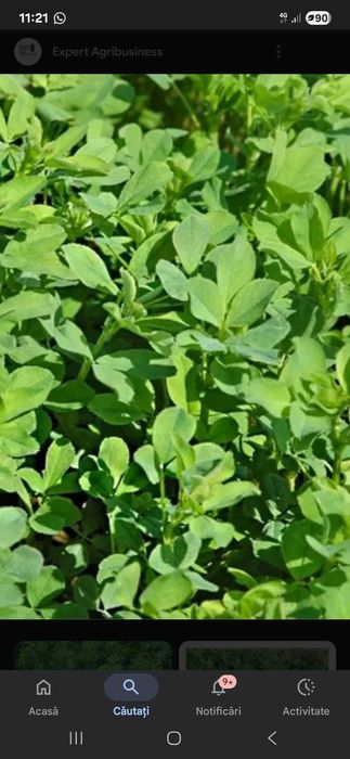 Baloti lucernă prima coasa